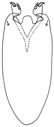 lingulatus